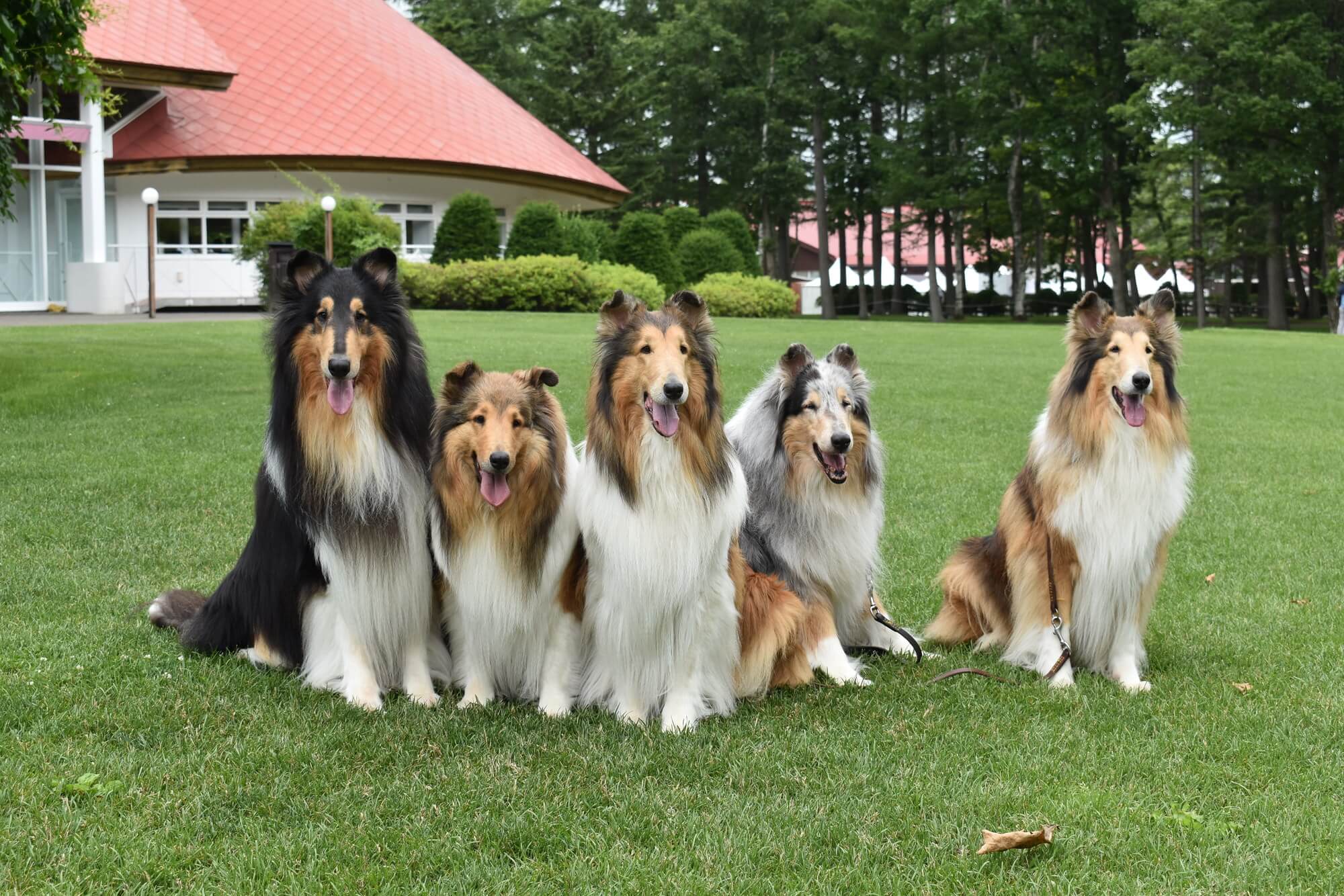 コリーはどんな犬種？まず知っておきたい基礎知識